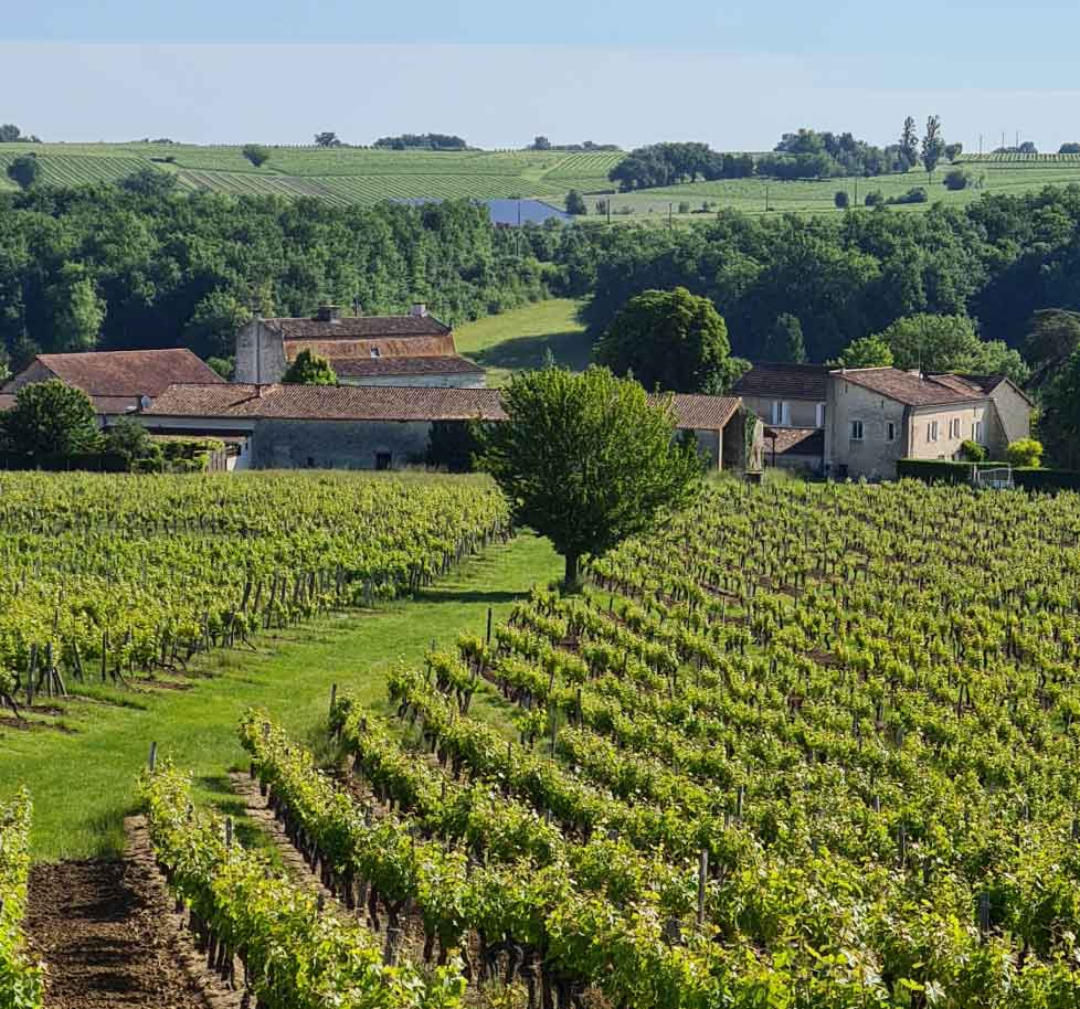 Vue sur les vignes en Gironde 33