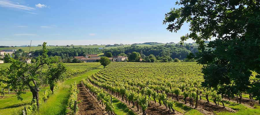 Vignes en Gironde proche de Bordeaux 33