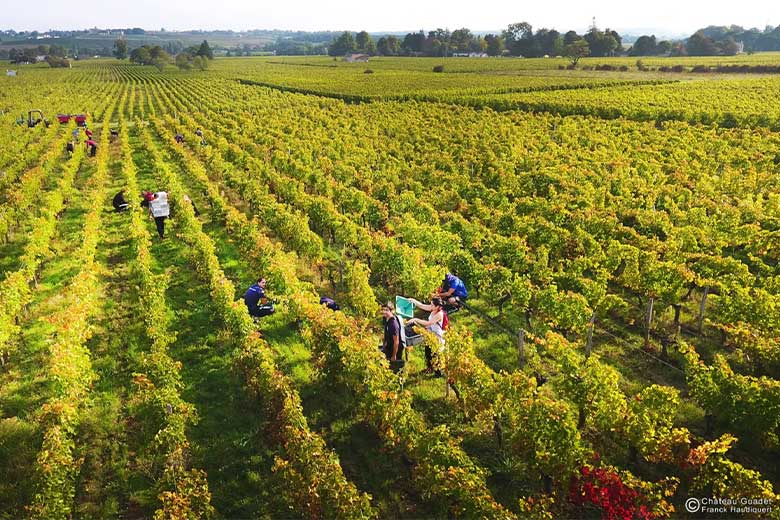 Visite et dégustation Château Guadet Saint Emilion grand cru 33